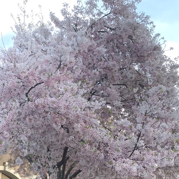 Meet your Posher, Maya - Picture 1 of 1